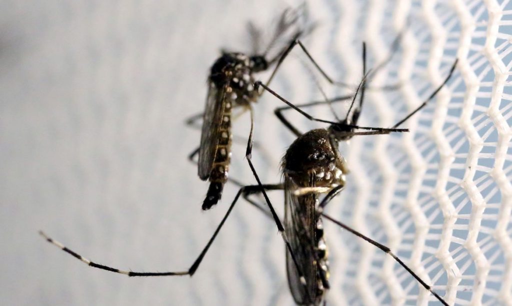 aumenta-preocupacao-com-doencas-ligadas-ao-aedes-aegypti-no-verao