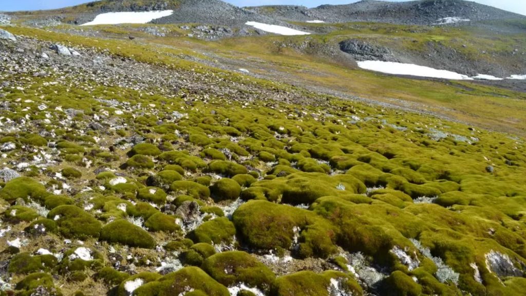 Nos últimos 40 anos, a cobertura vegetal na Península Antártica aumentou dez vezes