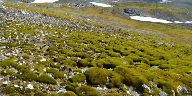 Nos últimos 40 anos, a cobertura vegetal na Península Antártica aumentou dez vezes