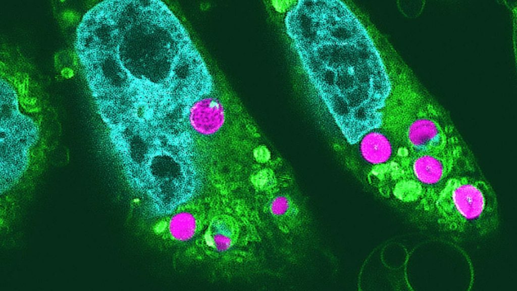 Cientistas no Japão criaram células híbridas chamadas células planimais, que realizam fotossíntese