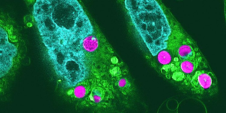 Cientistas no Japão criaram células híbridas chamadas células planimais, que realizam fotossíntese