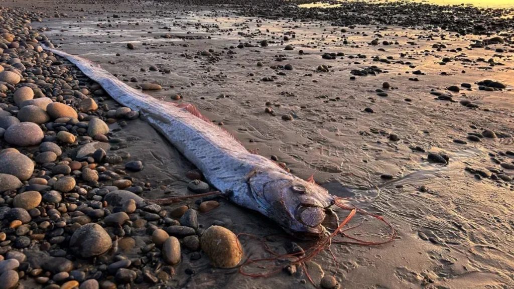 Peixe-remo, conhecido como Peixe do Juízo Final, apareceu encalhado na Califórnia