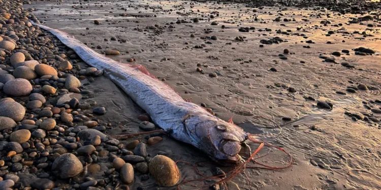 Peixe-remo, conhecido como Peixe do Juízo Final, apareceu encalhado na Califórnia