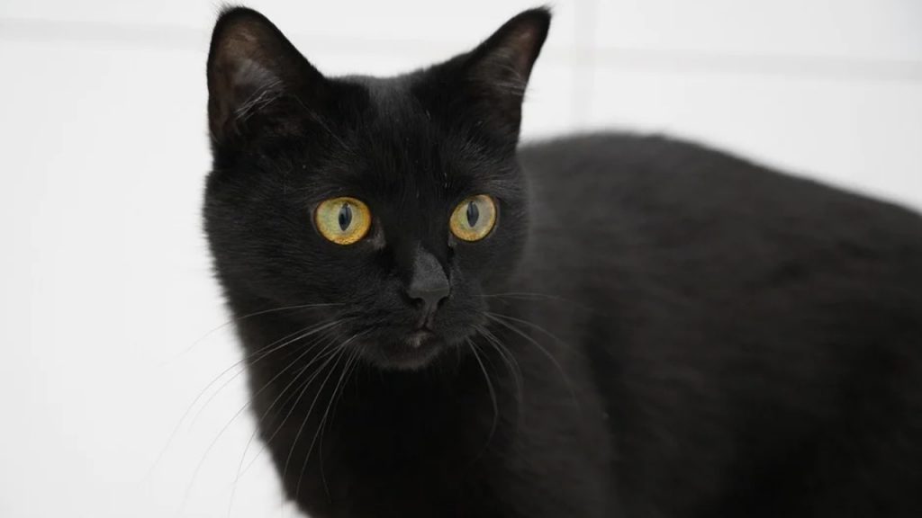 Assim como a sexta-feira 13, o gato preto também é visto como um símbolo de azar em algumas culturas