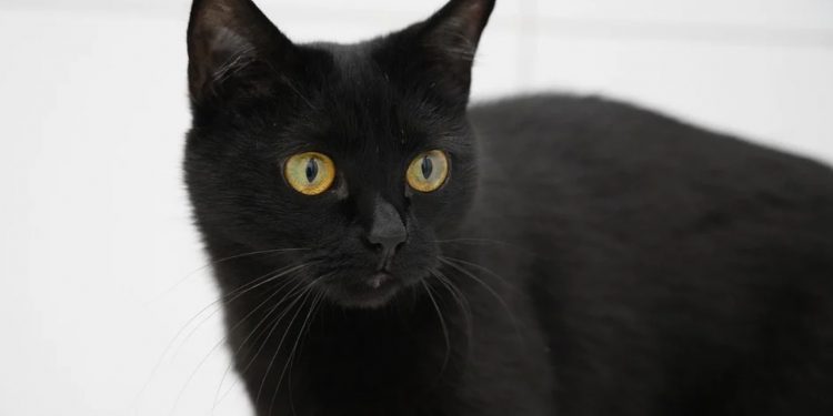 Assim como a sexta-feira 13, o gato preto também é visto como um símbolo de azar em algumas culturas