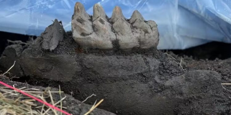 Mandíbula completa de mastodonte foi encontrada em quintal no estado de Nova York