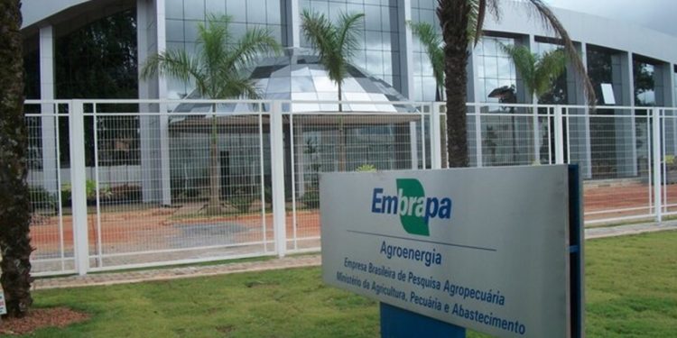 Cebraspe prorroga inscrições para o concurso da Embrapa até 14 de janeiro de 2025