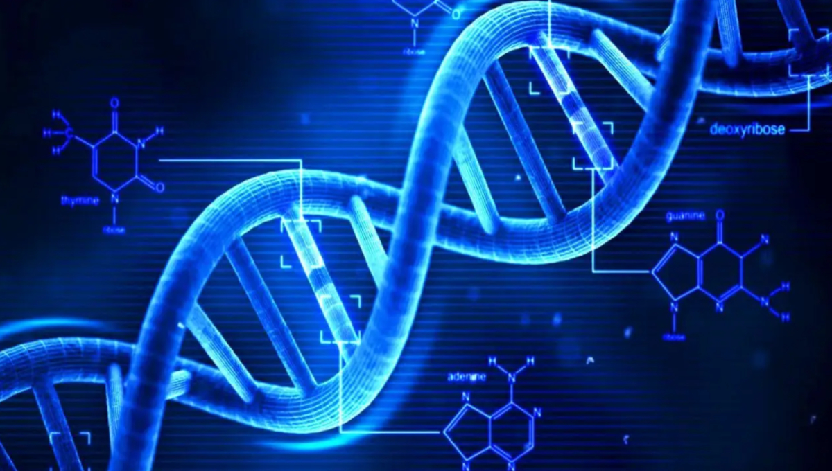DNA é uma substâncias química envolvida na transmissão de caracteres hereditários e na produção de proteínas (Foto: Twitter/Cortesia)